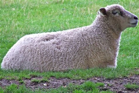 Cotswold Sheep: Characteristics, Uses, Photo