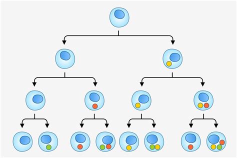 What is differentiation in biology? What is the definition of differentiation.