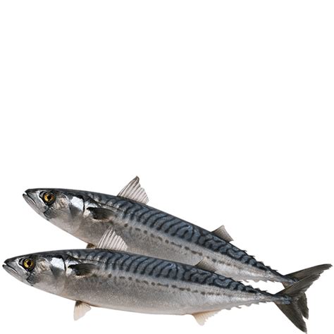 Mackerel - Searay Foods Inc