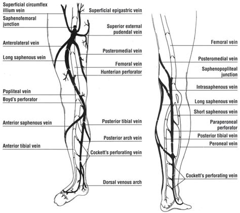 Leg Veins Diagram