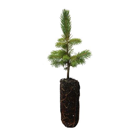 Engelmann Spruce | Medium Tree Seedling – SequoiaTrees.com