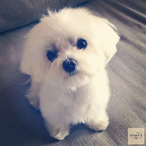 Maltese Haircuts | Milo's new haircut | Maltese | Pinterest Maltese Dogs Haircuts, Maltese ...