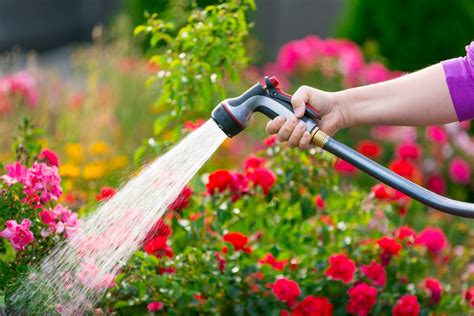 Take the Hassle out of Daily Watering - | - thirdAGE