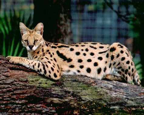 5 Interesting Facts About Savannah Cat Breeds | African wild cat, Big ...