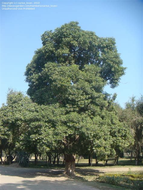 PlantFiles Pictures: Devil tree (Alstonia scholaris) by palmbob