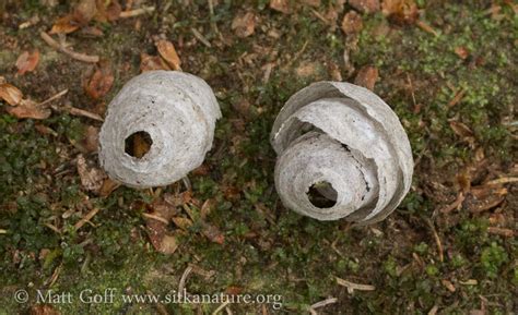 Yellow Jacket Nest | Sitka Nature