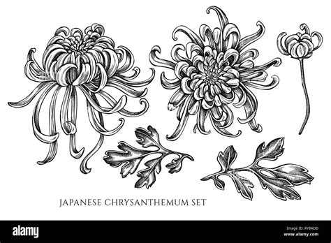 Vector collection of hand drawn black and white japanese chrysanthemum Stock Vector Image & Art ...