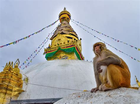 "Monkey Temple" Swayambhu | Smithsonian Photo Contest | Smithsonian Magazine