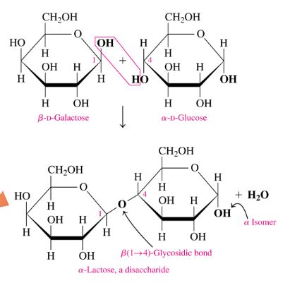 Alpha Vs Beta Linkage