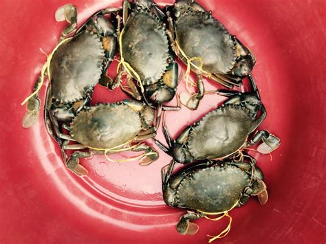 Best Crab Traps Reviewed and Rated in 2024 - TheGearHunt