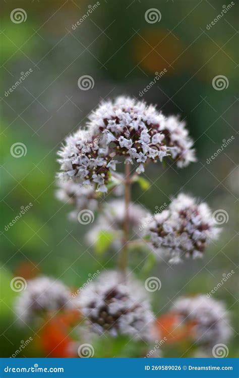 Origanum vulgare flowers stock photo. Image of krauter - 269589026