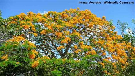 Royal Poinciana (Flamboyant Tree): Flowers, Leaves (Pictures ...