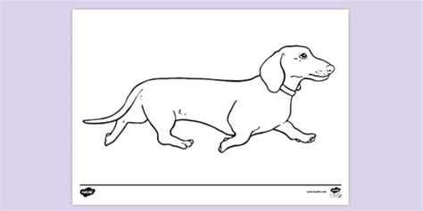 FREE! - Dachshund Colouring | Colouring Sheets - Twinkl