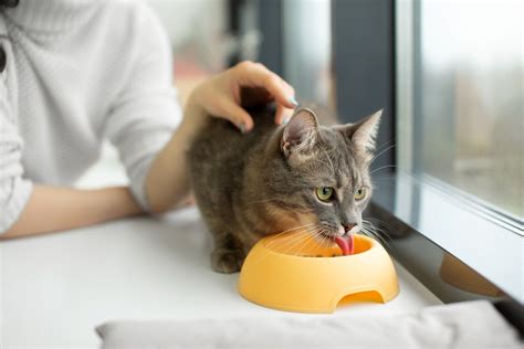 Top Tips for Feeding Your Cat the Right Way - Bazaar Daily