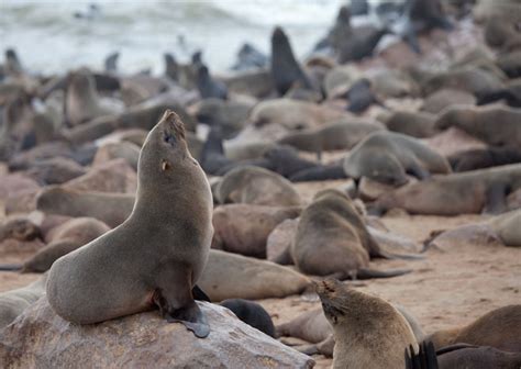 Arctocephalus pusillus (Cape fur seal, South African fur seal)