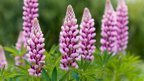 Lupine Flower