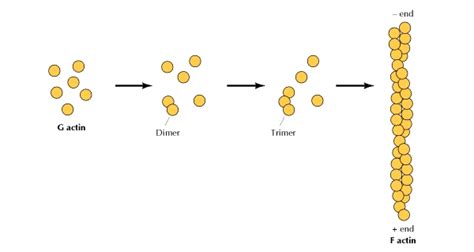 Actin Filaments | Definition, Function & Structure - Lesson | Study.com