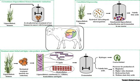 Biomimicry of ruminant digestion strategies for accelerating ...