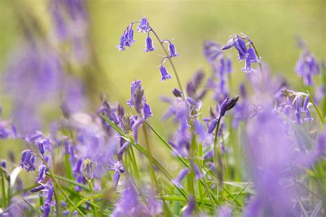 Dedicate a Living Bluebell Bouquet - lasts for ever - Make it Wild