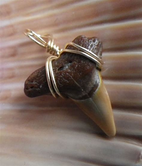 Mako Shark Tooth Necklace Wrapped in Gold | Etsy | Shark tooth necklace ...