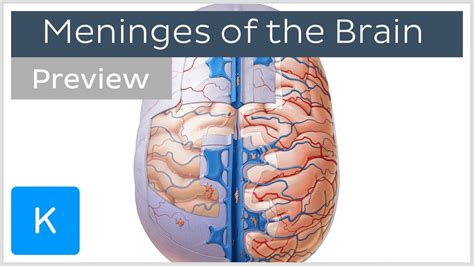 Meninges Of The Brain - slideshare