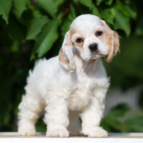 #1 | Cocker Spaniel Puppies For Sale In Columbus OH