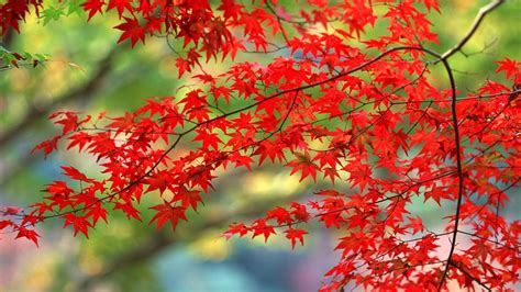 Japanese Autumn Desktop Wallpapers - Top Free Japanese Autumn Desktop ...