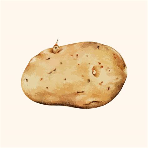 Potato Images | Free Vectors, PNGs, Mockups & Backgrounds - rawpixel