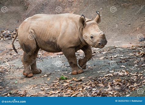 Young Black Rhino Calf Portrait Stock Image - Image of nature, creature: 36353703