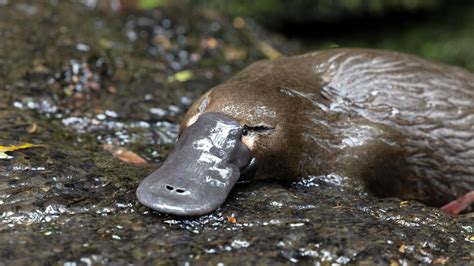 Preview of The Platypus Guardian | Nature | THIRTEEN - New York Public Media