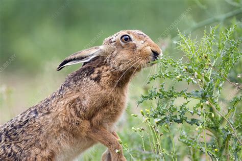 European hare - Stock Image - Z938/0084 - Science Photo Library