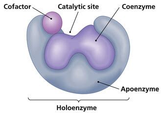 Enzyme Structure Study Guide | Inspirit