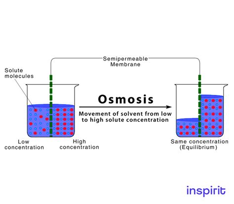 Osmosis Examples