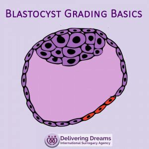 Blastocyst Grading Basics explained