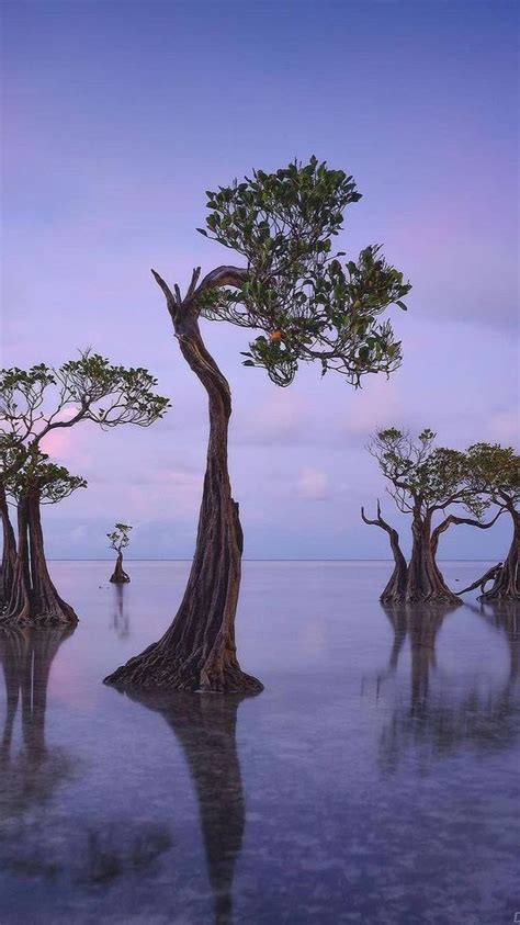 Beautiful dancing mangrove trees in Sumba island, Indonesia | Travel photography, Nature ...