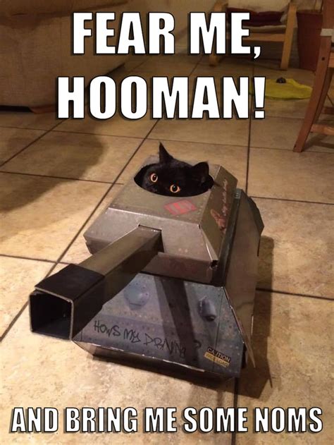 Fear me, hooman! ...and bring me some noms (Dangerous cat in a tank) - 9GAG