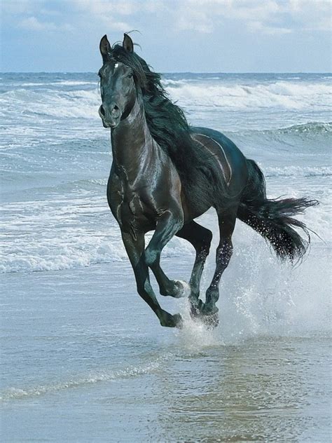 Galloping Horse Animal Wallpaper 187 Non-retina iPad - Wallpaper - HD Wallpaper