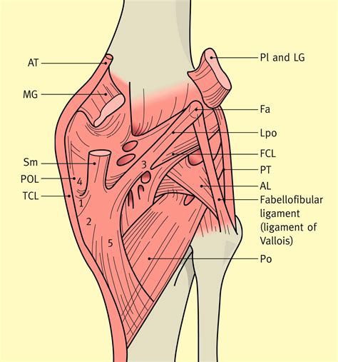 Oblique Popliteal Ligament Pocket Anatomy | The Best Porn Website