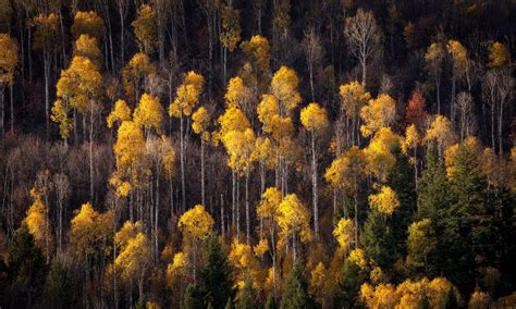 Aerial Fall Forest Nature Tree Wallpaper - Resolution:2047x1227 - ID:1027633 - wallha.com