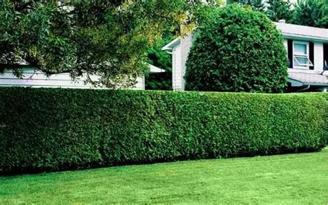 12 Garden Hedge Plants For Privacy - Matchness.com