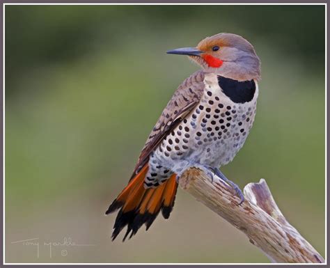 Black Bird With Red Spots On Neck Females are a subdued streaky brown almost like a large dark ...