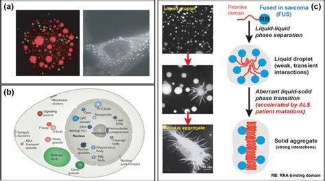 Phase-separated biomolecular condensates are essential to healthy cell... | Download Scientific ...