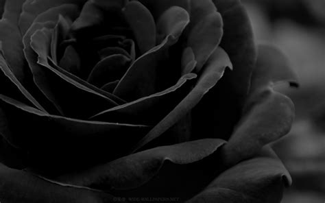 Awesome Wallpaper Pictures Of Black Roses wallpaper