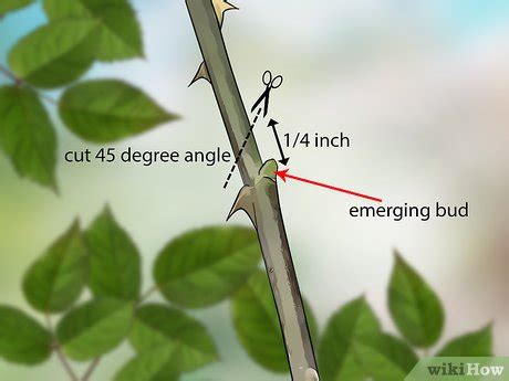 How to Prune Roses in Winter: 9 Steps (with Pictures) - wikiHow