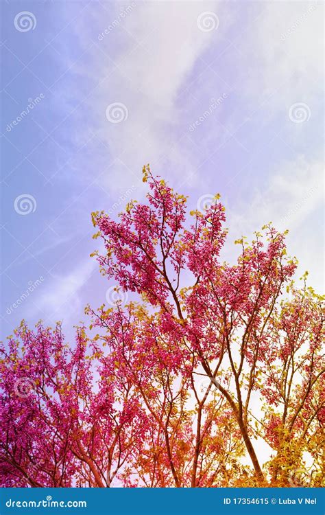 Pink tree in spring stock image. Image of beautiful, leaf - 17354615