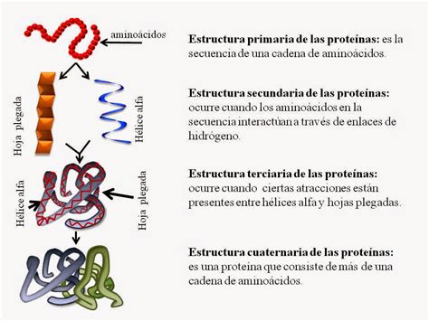 BIOMOLECULAS: PROTEÍNAS