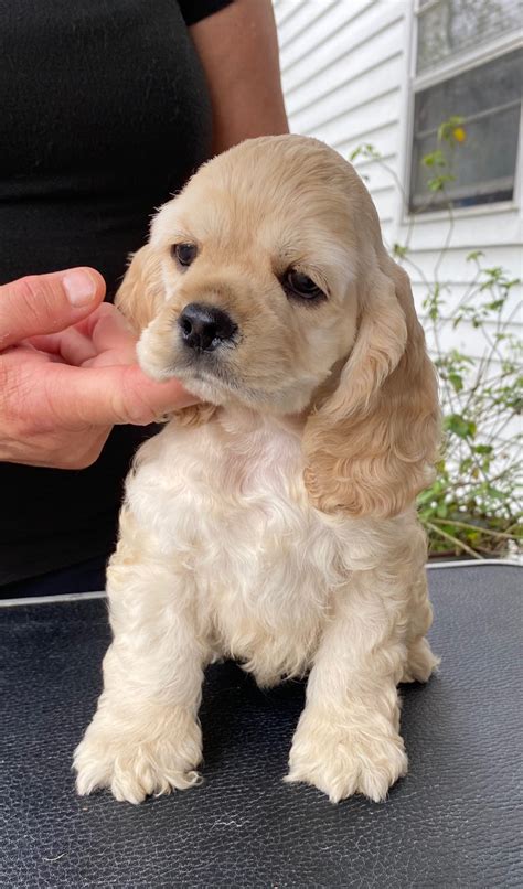 Cocker Spaniel Puppies