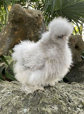 (6) RARE Self Blue/Lavender Silkie Hatching Eggs - Poss Showgirl, Cuckoo, Mot | eBay