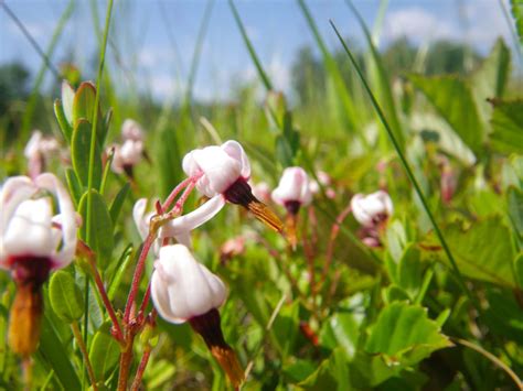 Cranberry flowers - Scarborough Land Trust