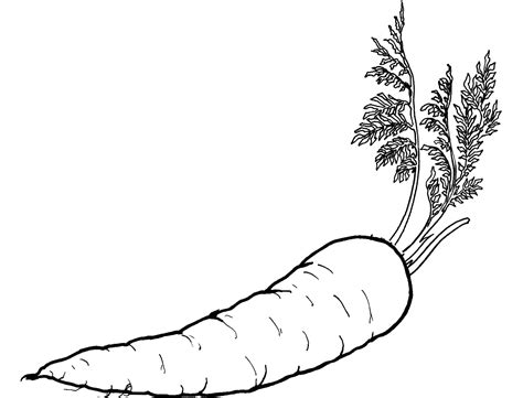 Carrot For Coloring Coloring Pages